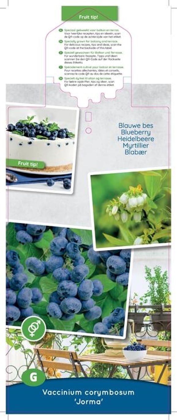 Vaccinium c. 'Jorma'® - C5 50-60 CM